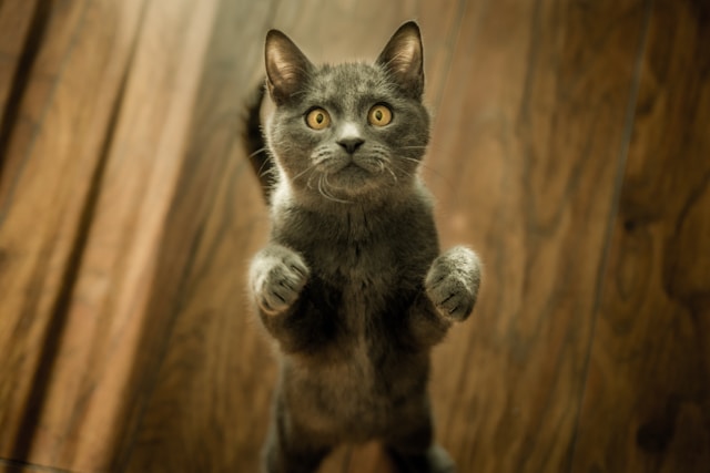 Pepper