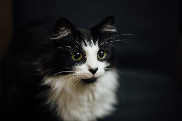 Archie